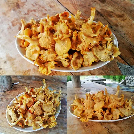 Staparski Sorrento * Užice